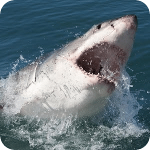 大白鲨 - 动态壁纸