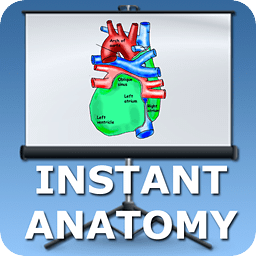Anatomy Heart Lecture