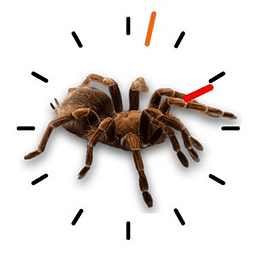 蜘蛛时钟与闹钟