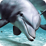 海豚动态壁纸(高清版)