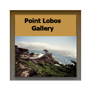 Point Lobos Gallery