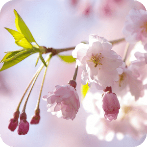 Japanese Flowers HD Wallpapers