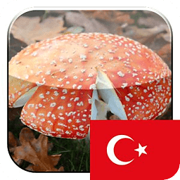 KinoPad土耳其 - 图片搜索