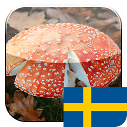 KinoPad瑞典 - 图片搜索