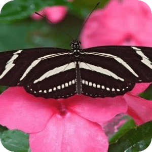 蝴蝶與自然圖片