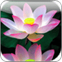 Lotus Flowers Backgrounds