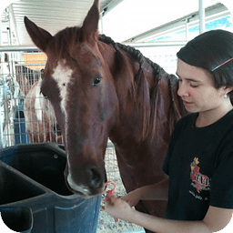 Dutch Braid a Horse Tail