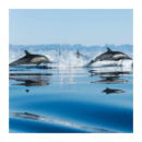 3D jumping dolphin HD Live Wallpaper