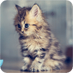 Beautiful Cat Wallpapers