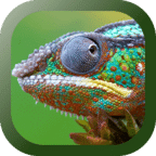 Chameleon Free Live Wallpaper