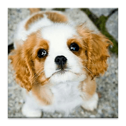 King Charles Spaniel Dog