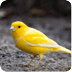 Yellow Bird