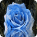 Blue Rose Under Rain Live Wall
