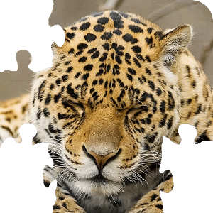 Big Cats Puzzles – Free Jigsaw