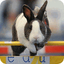 世界第一的欧洲兔跳锦标赛
