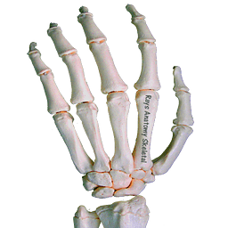 Rays Anatomy Skeletal System