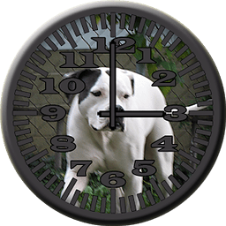 动物模拟时钟