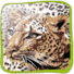 3D Leopard Pattern II