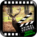 北美动物的声音