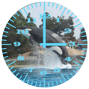 Killer Whale 2 Analog Clock