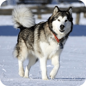 阿拉斯加雪橇犬之谜