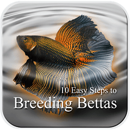 10 Easy Steps to Breed Bettas