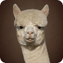 Artland Alpacas