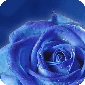 Blue rose live wallpaper