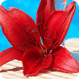 wallpaper red lily flower