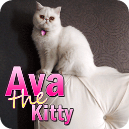 Ava the Kitty