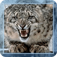 Snow Leopard Best HD LWP