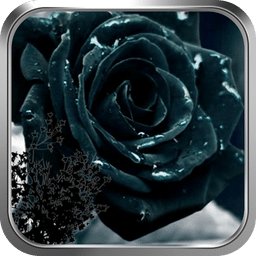 黑玫瑰-绿豆动态壁纸