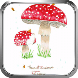 笑蘑菇-绿豆动态壁纸