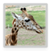 Baby Giraffe Wallpapers