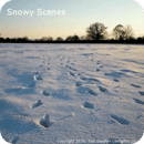 Snowy Scenes - Live Wallpaper