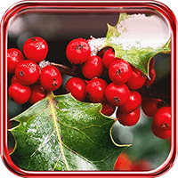 Red Berries Winter LWP