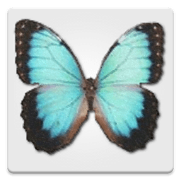 Random Butterfly