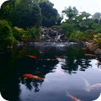 Real pond with Koi