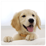 Beautiful dog wallpapers 0.53