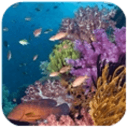 海底热带鱼动态壁纸