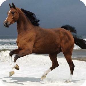 Kids puzzle – Horse Racing