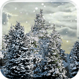 雪花松树