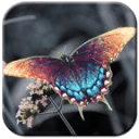 HD Dream Butterfly