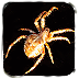 Spider - Live Wallpaper