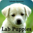 Lab Puppies