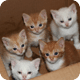 Kittens In A Box Wallpaper 