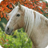 Horse Breeds Gallery