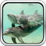 Amazing Dolphins HD