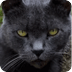 Gray Cat