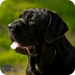 Learn the Top 30 Dog Breeds